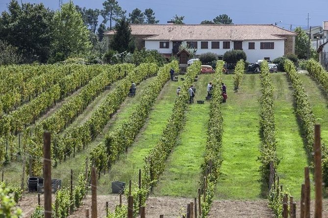 Premium Private Vinho Verde Tour:3 Wineries with Tastings & Lunch - The Winery Stops: Vineyard Views, Cellar Time, and Real Tastings