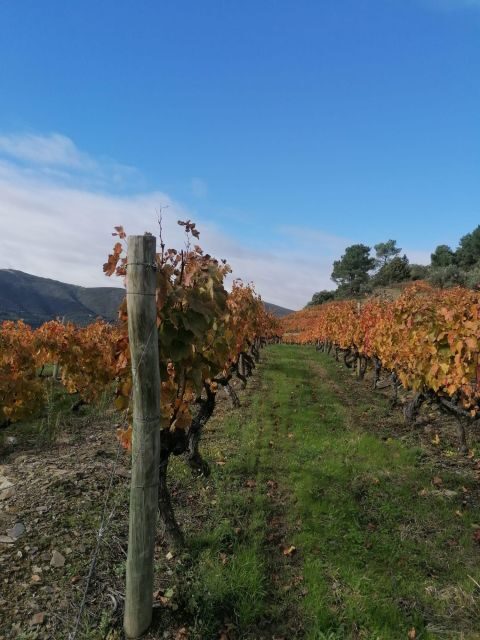Private Douro Valley 4WD Tour with Wine Tasting and Picnic - Quinta time: guided port wine tasting with a local feel