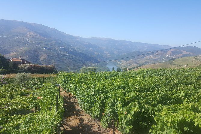 Private Douro Valley - Senses Experiences - Miradouro de São Leonardo de Galafura: The View That Explains the Douro