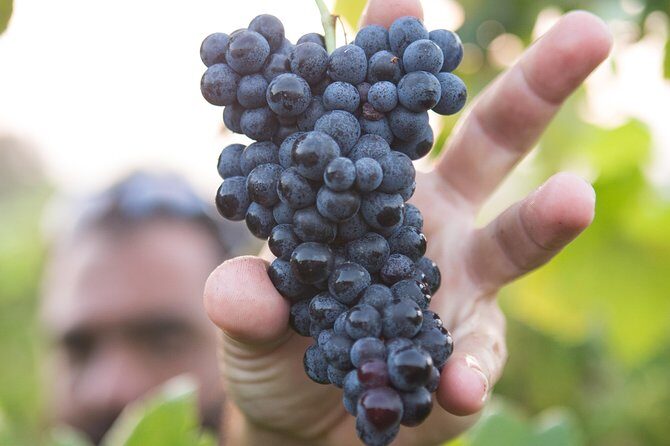 Private Douro Valley - Senses Experiences - 5 Hours in the Douro Valley: Wine, Port, Table Wines, and Real Food