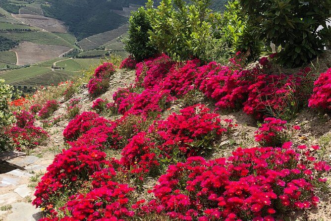 Private Douro Valley Tour Includes Wine Tasting and Boat Tour - Casal de Loivos: a viewpoint stop built for payoff, not for wandering
