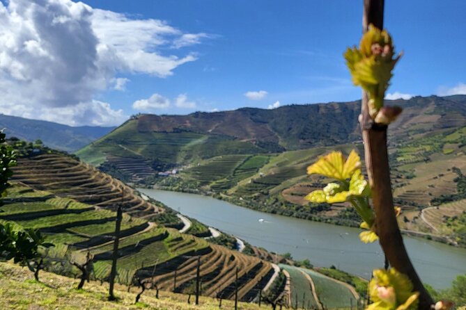 Private Taxi Tour in the Douro with a Visit to 2 Family Vineyards - Two family wineries: wine, Porto, and olive oil tastings