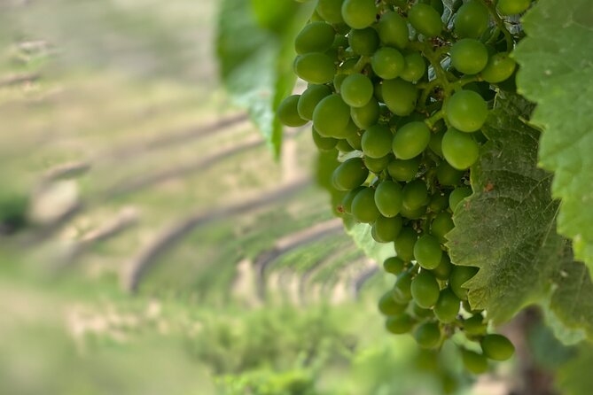 Private Tour From Porto To Douro Valley With River Boat Ride - National Road 222 and Peso da Régua: the scenery preview you didn’t know you needed