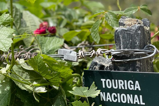 Private Tour From Porto To Douro Valley With River Boat Ride - Pinhão lunch: small-group energy, Douro Doc tasting, and real food time