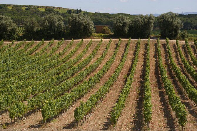 Private Tour to Aveiro, to the Sparkling Wine Cellars and Piglet Tasting - Key highlights at a glance