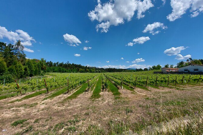 Private Tour to Aveiro, to the Sparkling Wine Cellars and Piglet Tasting - Marinha da Noeirinha salt pans: a working coastline story