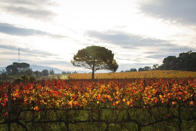 Private Tour to Aveiro, to the Sparkling Wine Cellars and Piglet Tasting - Ria de Aveiro canal boat trip: worth it if you want the full view