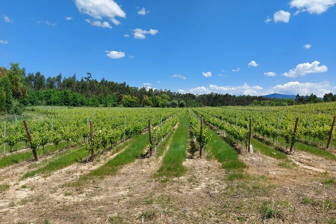 Private Tour to Aveiro, to the Sparkling Wine Cellars and Piglet Tasting - Alianca Underground Museum: the cellar atmosphere is the main attraction