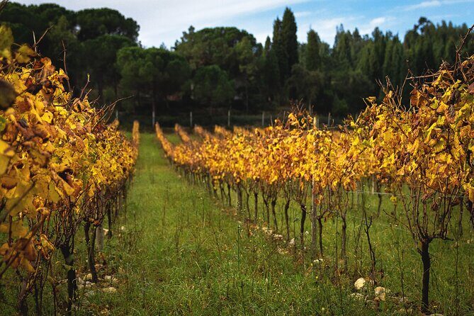 Private Tour to Aveiro, to the Sparkling Wine Cellars and Piglet Tasting - Aveiro Cathedral: a short stop with real layers