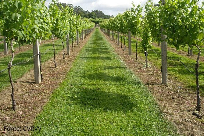 Private tour to Ponte de Lima, Vinho Verde region - Taverna Vaca das Cordas: tradition you can learn even if you miss the chaos