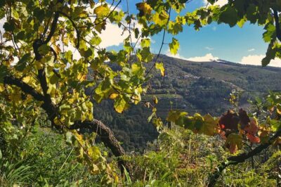 Private Vinho Verde Region Wine Tour from Porto Including Lunch - Celorico de Basto winery morning: why the estate visit often steals the show