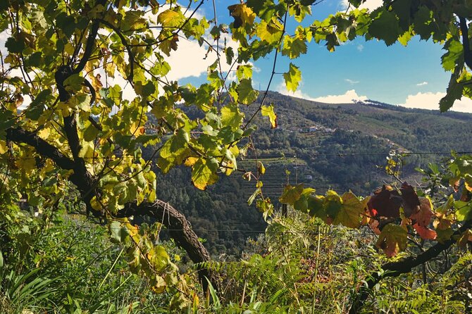 Private Vinho Verde Region Wine Tour from Porto Including Lunch - Celorico de Basto winery morning: why the estate visit often steals the show