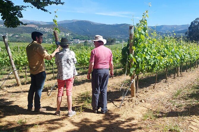 Private Vinho Verde Wine Tour from Porto with Lunch & Tastings - Key things worth knowing before you go