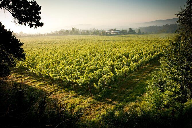Private Vinho Verde Wine Tour from Porto with Lunch & Tastings - Entering Vinho Verde time: why this tour feels different from big winery days