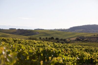 Private visit with wine tasting in Alijó Douro - Stone Presses and the Trapeze Shape: Why It’s Not Just a Cool Detail