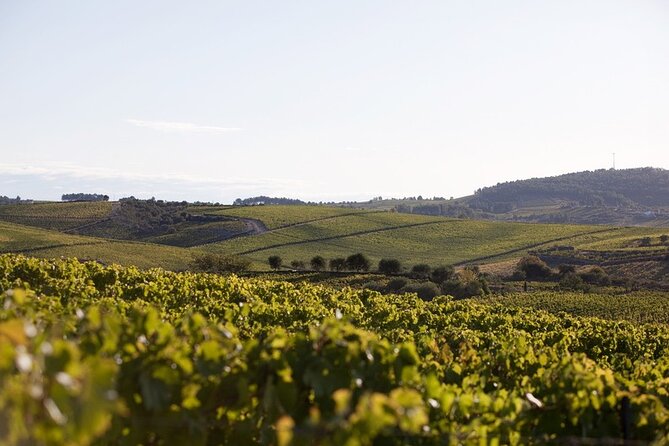 Private visit with wine tasting in Alijó Douro - Stone Presses and the Trapeze Shape: Why It’s Not Just a Cool Detail