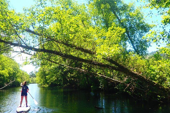 Stand Up Paddle Tour - After the Paddle: Terrasse Food, Treats, and Kid Fun