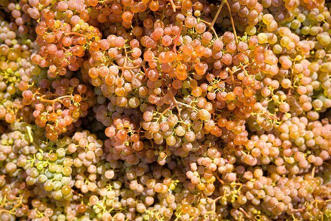 Vinho Verde Experience with 2 Wineries and Lunch - Round-Trip From Porto: Comfortable Ride to Melgaço and Back