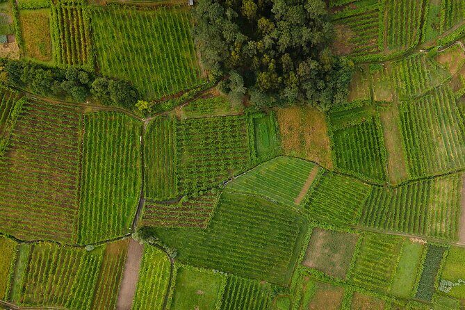 Vinho Verde Experience with 2 Wineries and Lunch - Pacing, Group Size, and Your Guide (Nuno, Fábio, Ana)