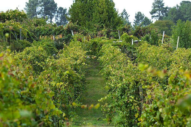 Vinho Verde Experience with 2 Wineries and Lunch - Value for $201.19: Why the Price Feels Fair for a Day Like This