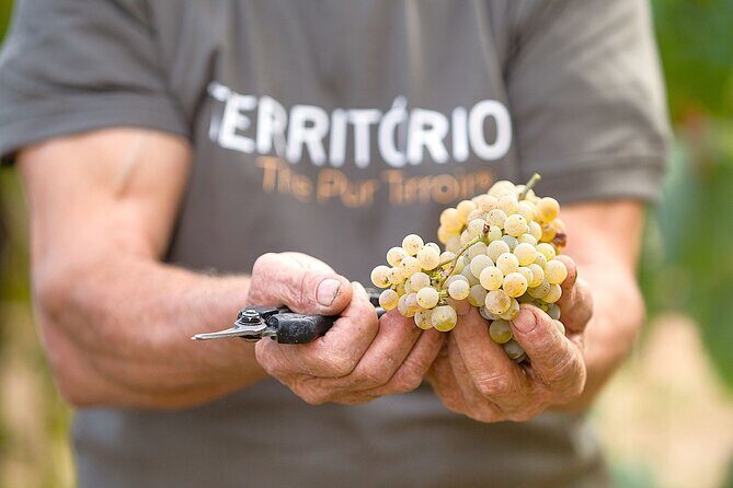 Vinho Verde Experience with 2 Wineries and Lunch - Soalheiro Winery: Green Wine Tastings and a First Look at Vinho Verde