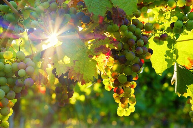 Vinho Verde Private Wine-Tour (All Inclusive) - Key highlights worth planning for