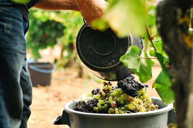 Vinho Verde Private Wine-Tour (All Inclusive) - A Private Day in Portugal’s Green Wine Region