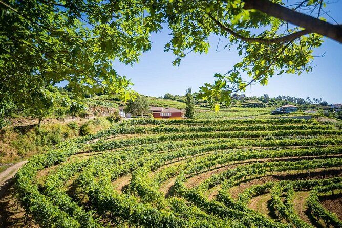 Vinho Verde Private Wine-Tour (All Inclusive) - Guides, pace, and the human side of the day