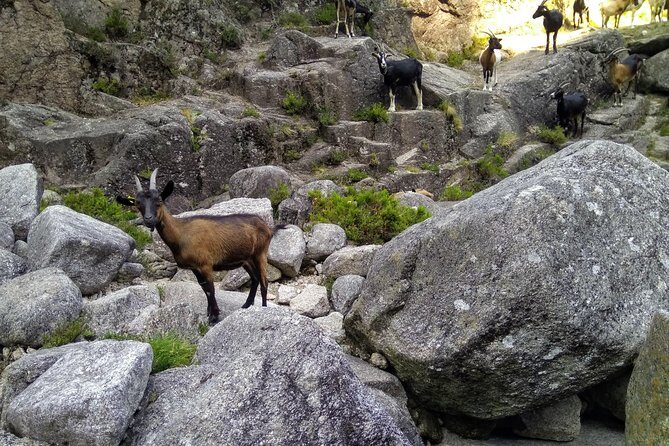 Waterfalls, Heritage and Nature in Gerês Park - from Porto - Stop 4: Lagoas Naturais Fafiao / Hostel Retiro do Geres lagoon cooling
