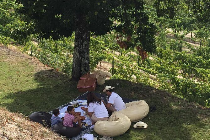 Wine Tasting & Lunch | Quinta de Santa Cristina Vinho Verde - What you’ll learn walking the vineyards